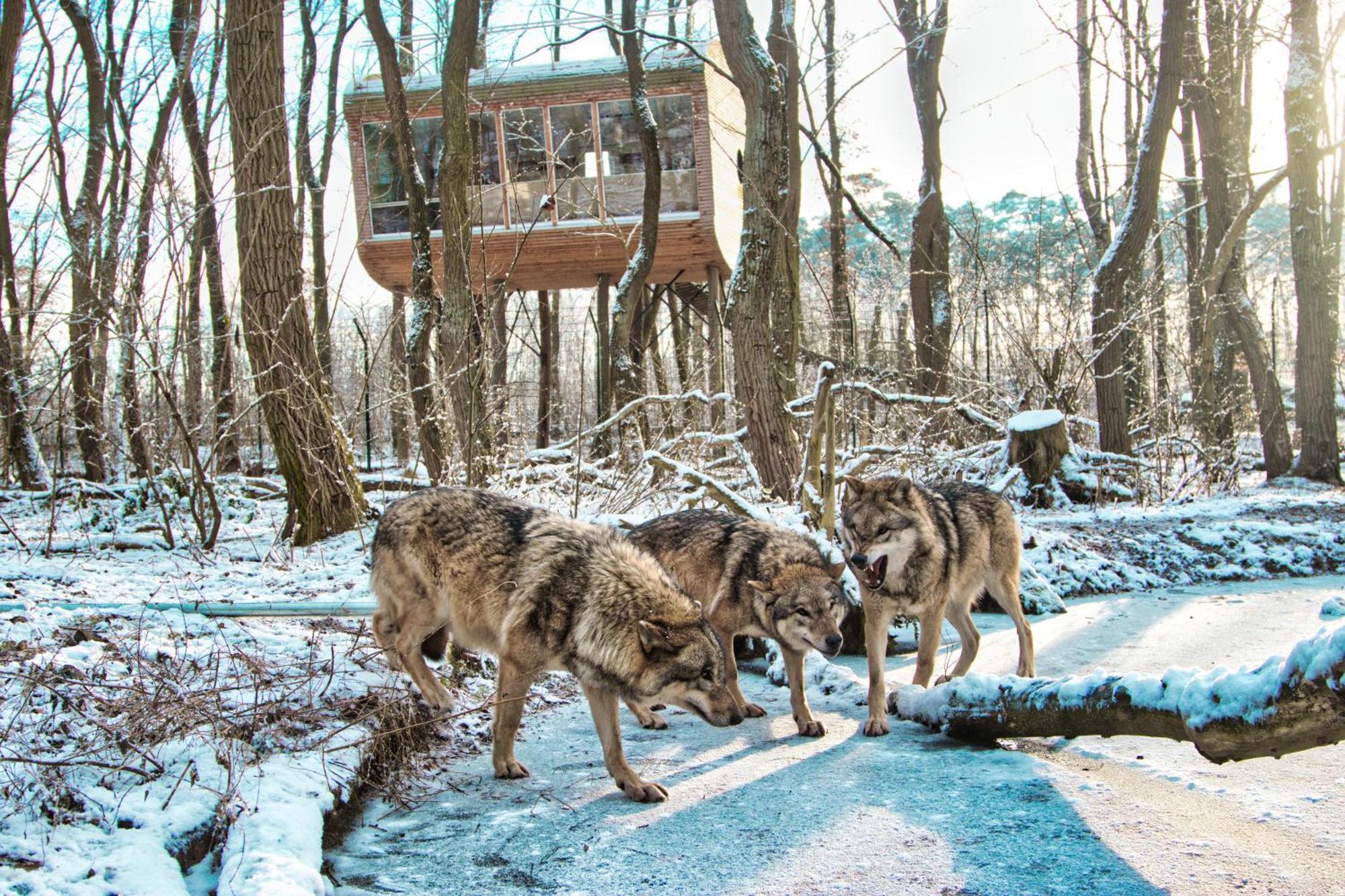 Tree Inn - Das Baumhaushotel Dörverden Exteriör bild
