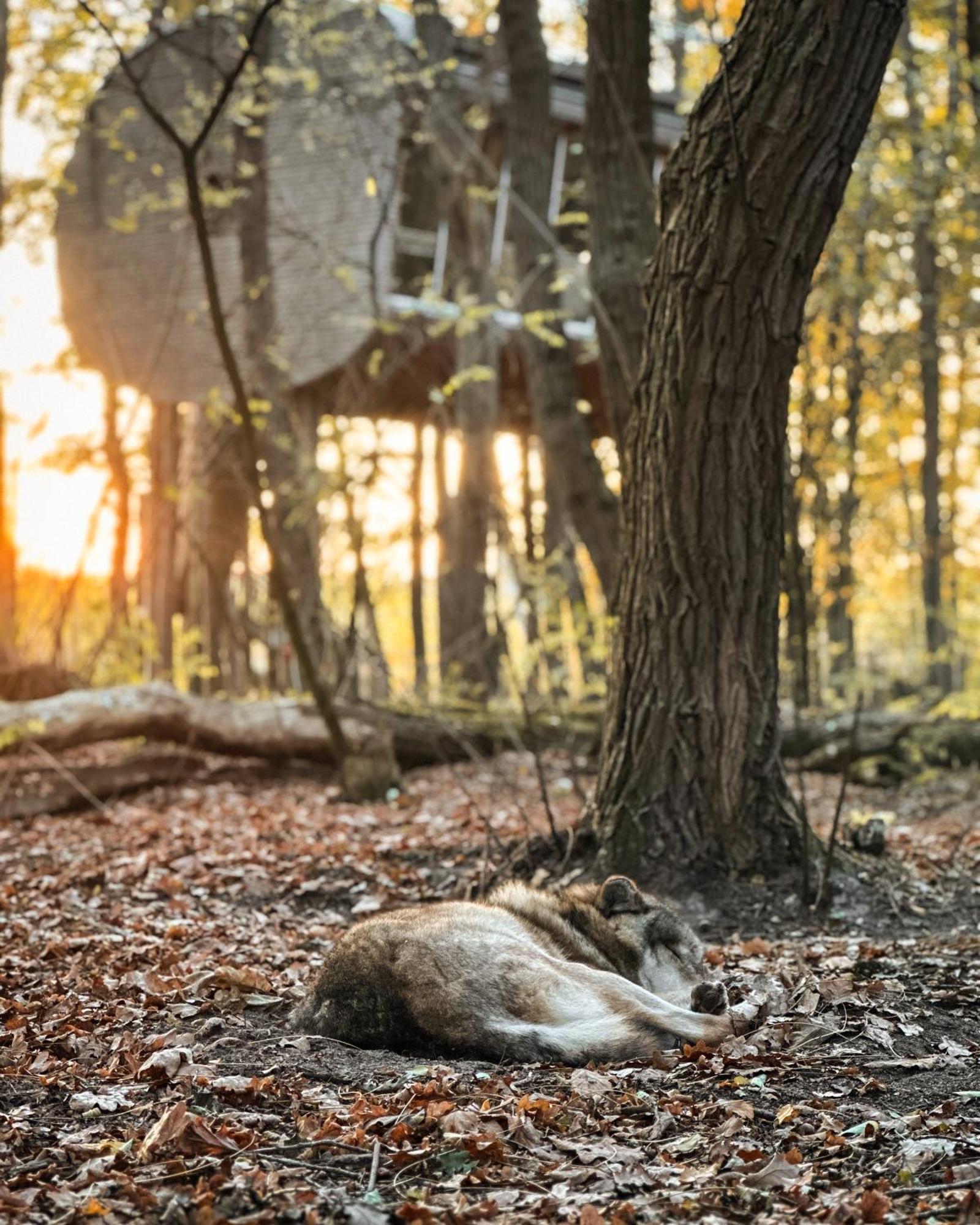 Tree Inn - Das Baumhaushotel Dörverden Exteriör bild